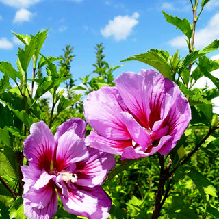 Säulen-Eibisch 'Flower Tower Purple' (Hibiscus syr.)