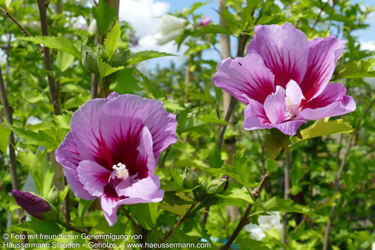 Säulen-Eibisch 'Flower Tower Ruby' (Hibiscus syr.)