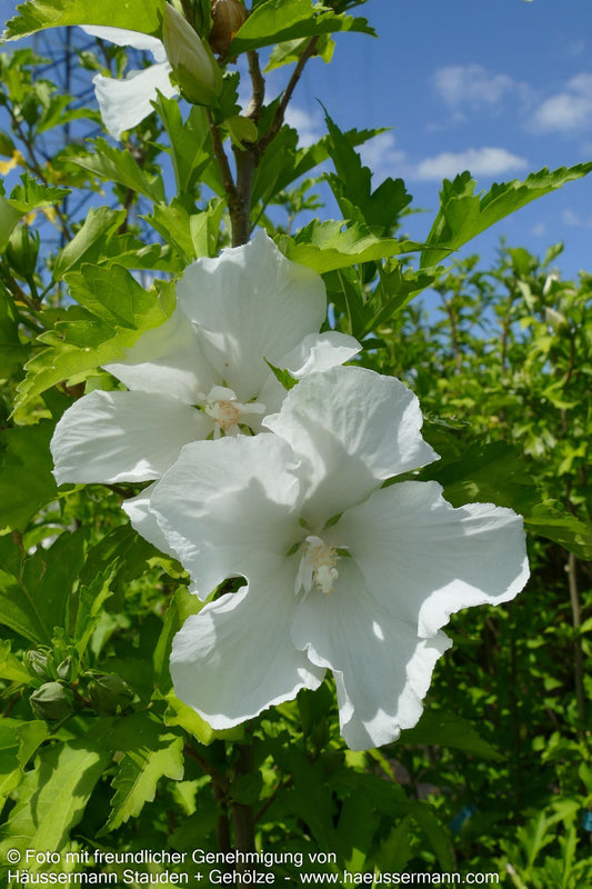 Säulen-Eibisch 'Flower Tower White' (Hibiscus syr.)