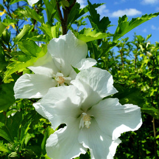 Säulen-Eibisch 'Flower Tower White' (Hibiscus syr.)