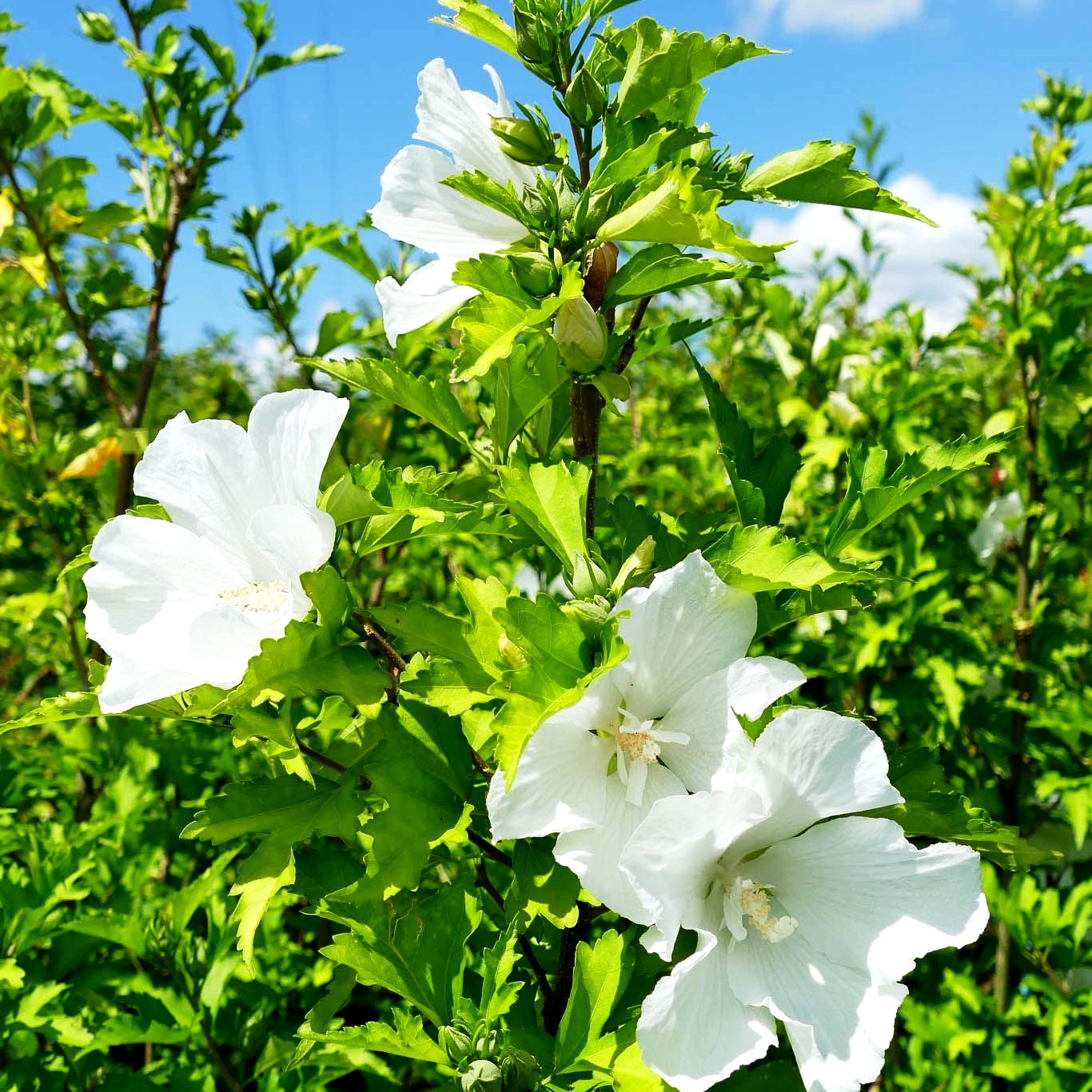 Säulen-Eibisch 'Flower Tower White' (Hibiscus syr.)