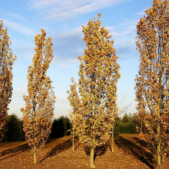 Säulen-Eiche 'Fastigiata' (Quercus robur)