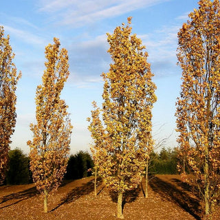 Säulen-Eiche 'Fastigiata' (Quercus robur)
