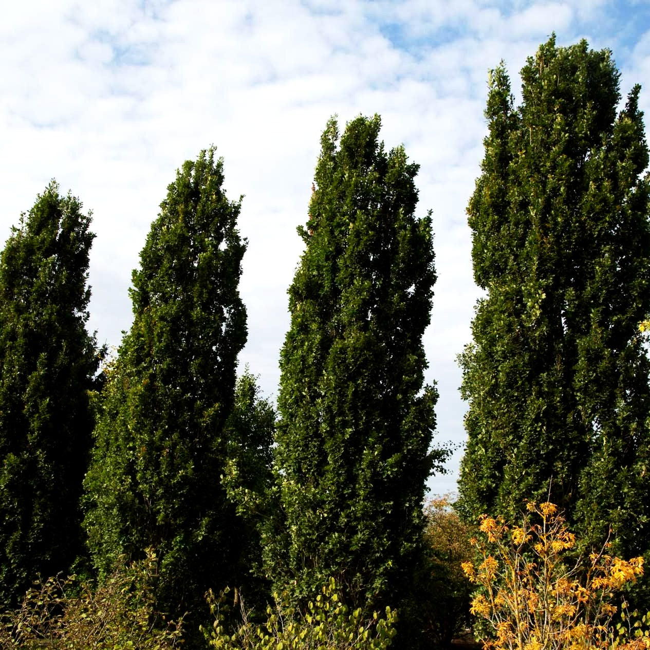 Säulen-Eiche 'Fastigiata' (Quercus robur)