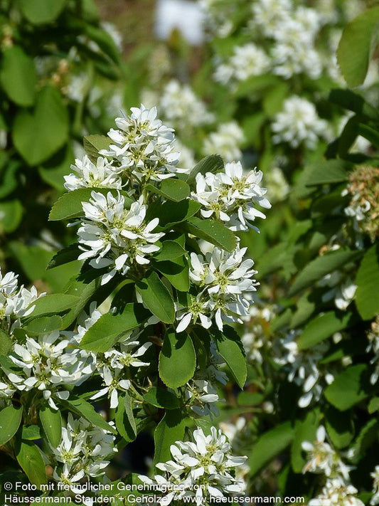 Säulen-Felsenbirne 'Obelisk' (Amelanchier alnifolia)