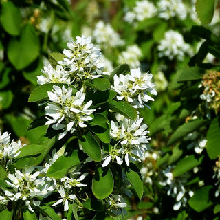Säulen-Felsenbirne 'Obelisk' (Amelanchier alnifolia)