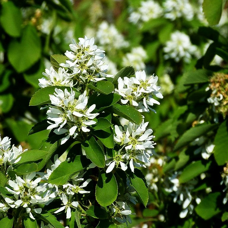 Säulen-Felsenbirne 'Obelisk' (Amelanchier alnifolia)
