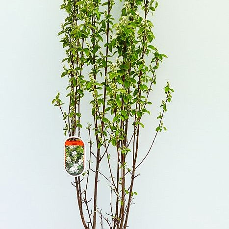 Säulen-Felsenbirne 'Obelisk' (Amelanchier alnifolia)