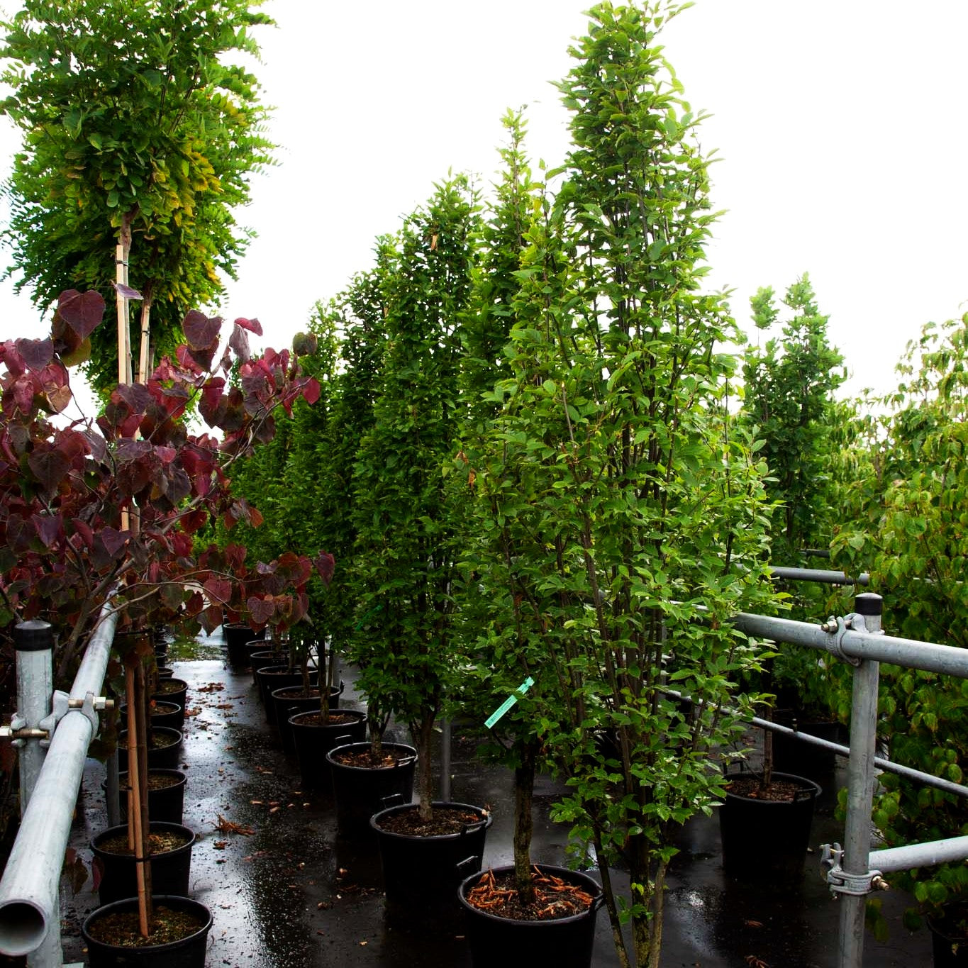 Säulen-Hainbuche 'Fastigiata' (Carpinus betulus)