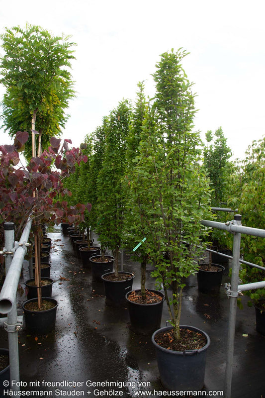 Säulen-Hainbuche 'Fastigiata' (Carpinus betulus)