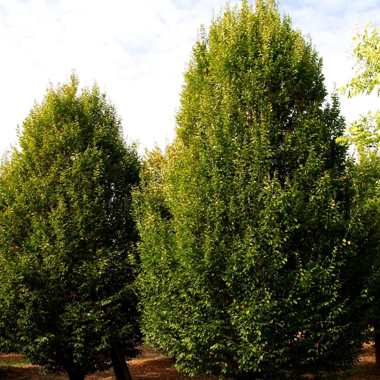 Säulen-Hainbuche 'Fastigiata' (Carpinus betulus)