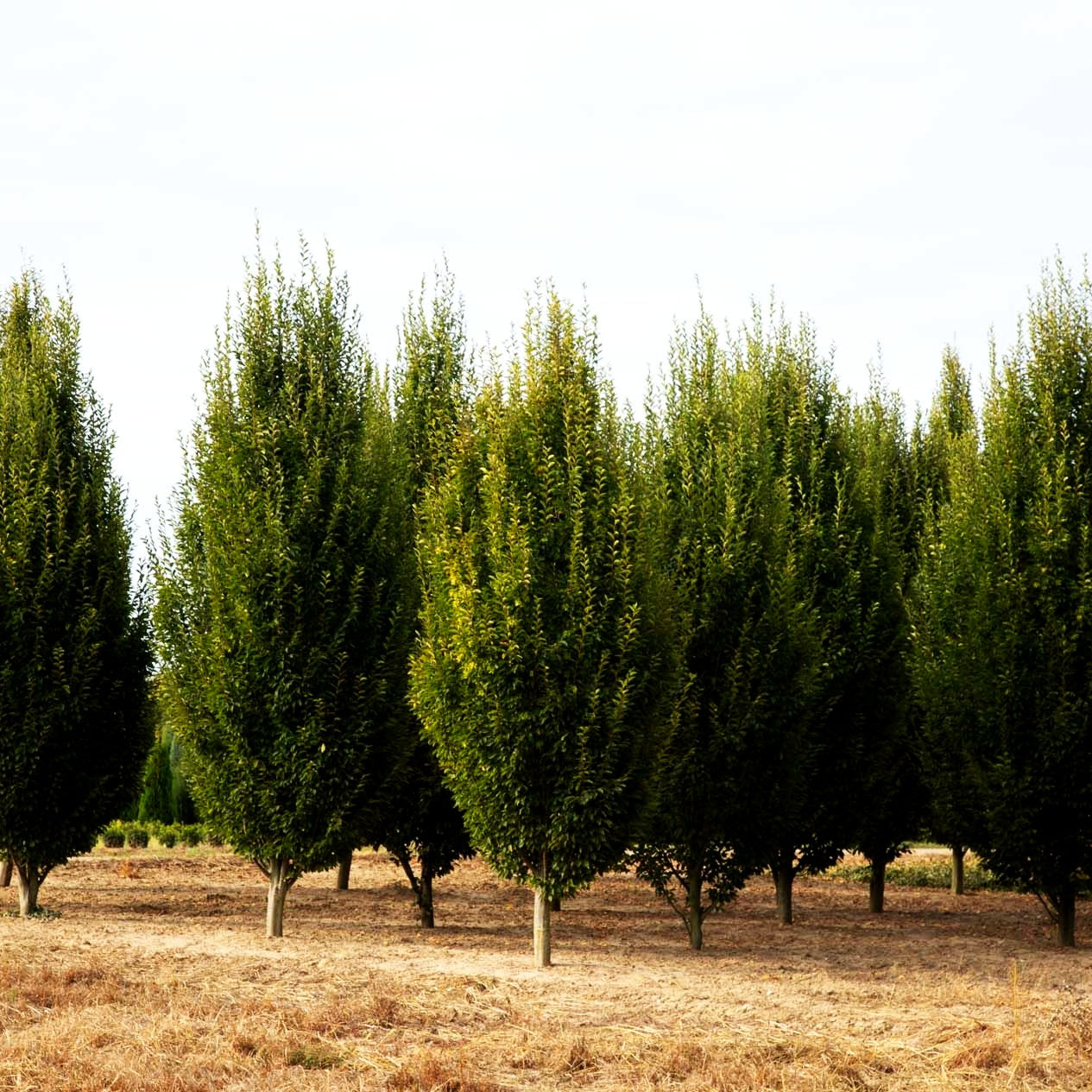 Säulen-Hainbuche 'Fastigiata' (Carpinus betulus)