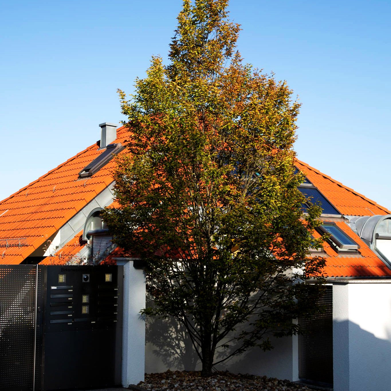 Säulen-Hainbuche 'Fastigiata' (Carpinus betulus)