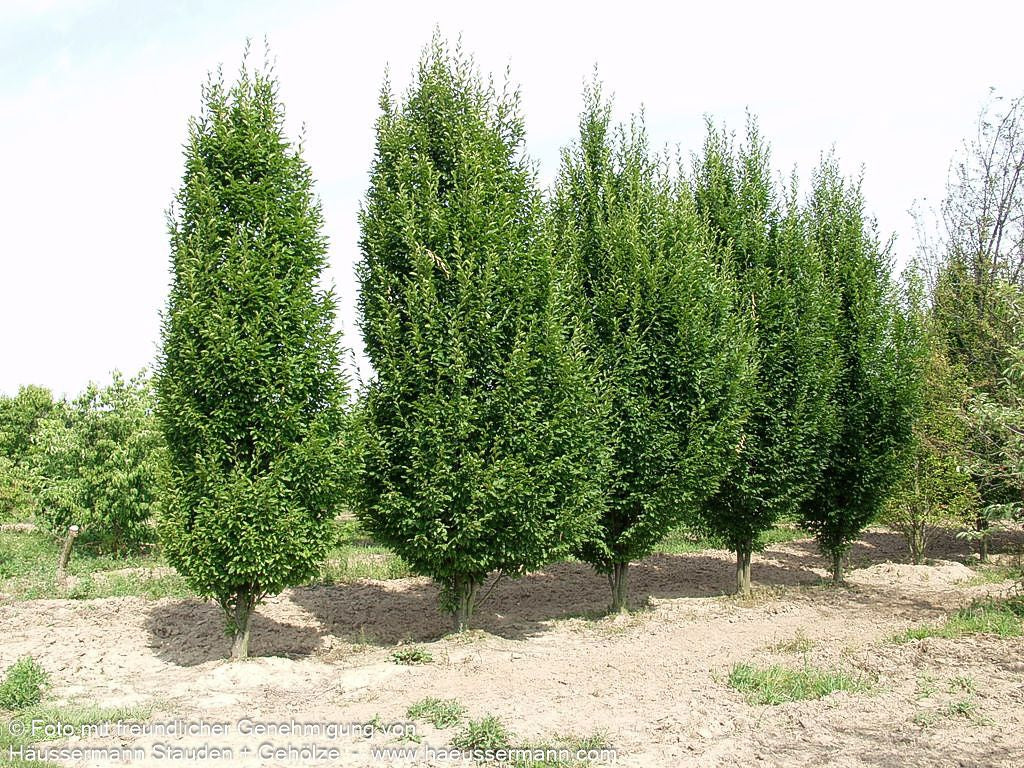 Säulen-Hainbuche 'Fastigiata' (Carpinus betulus)