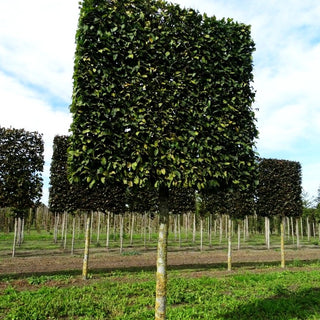 Säulen-Hainbuche 'Lucas' (Carpinus betulus)