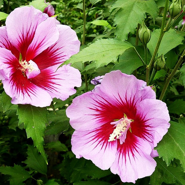 Säulen-Hibiskus 'Purple Pillar' (Hibiscus syriacus)