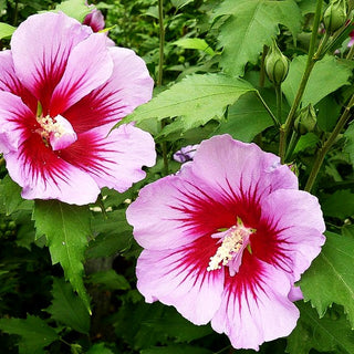 Säulen-Hibiskus 'Purple Pillar' (Hibiscus syriacus)