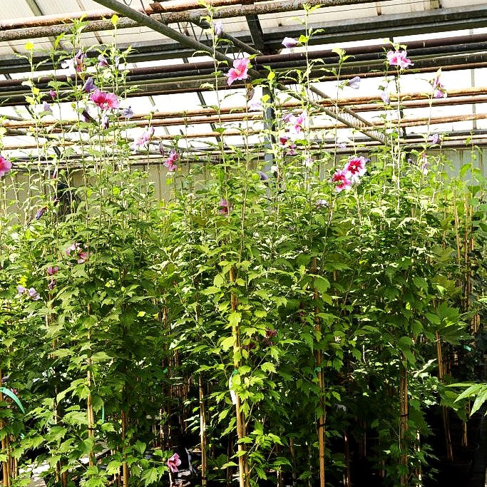Säulen-Hibiskus 'Purple Pillar' (Hibiscus syriacus)