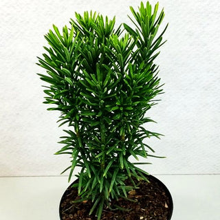 Säulen-Kopfeibe 'Fastigiata' (Cephalotaxus harringtonii)