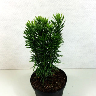 Säulen-Kopfeibe 'Fastigiata' (Cephalotaxus harringtonii)