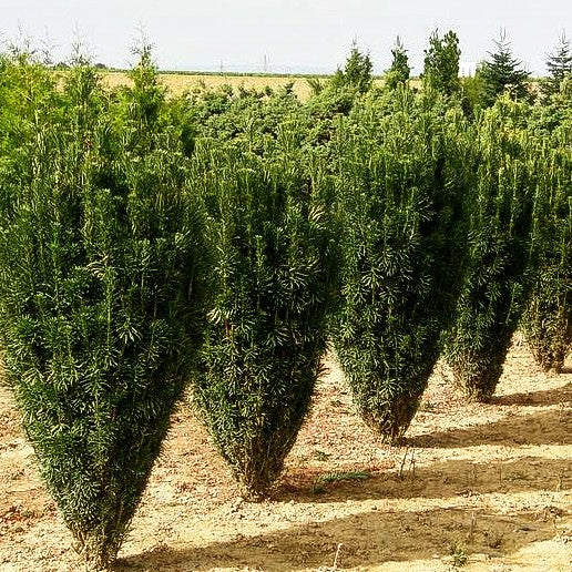 Säulen-Kopfeibe 'Fastigiata' (Cephalotaxus harringtonii)