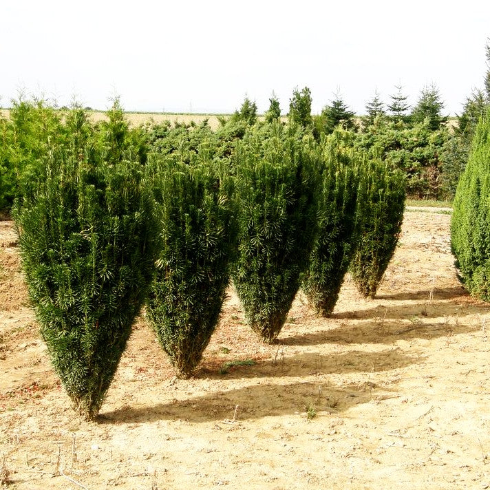 Säulen-Kopfeibe 'Fastigiata' (Cephalotaxus harringtonii)