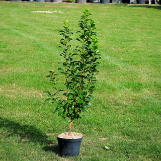 Säulen-Pflaume (Prunus dom.'Safira)