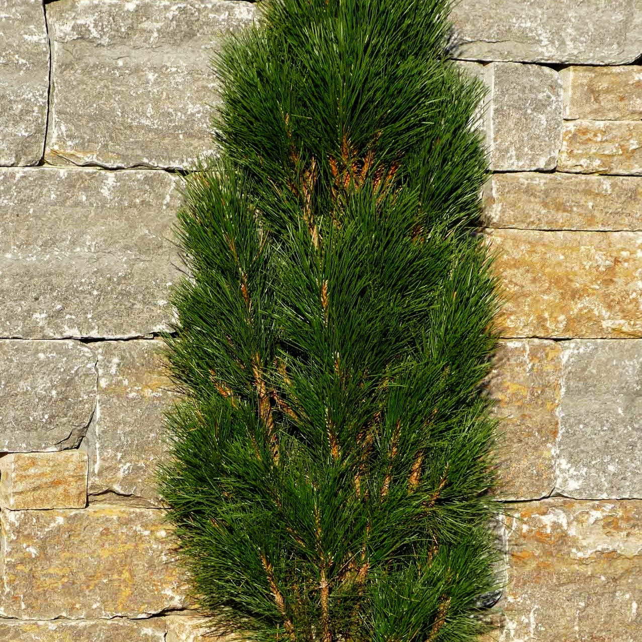 Säulen-Schwarz-Kiefer 'Green Tower' (Pinus nigra)