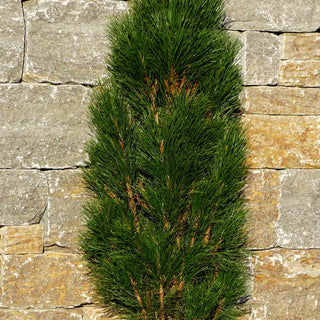 Säulen-Schwarz-Kiefer 'Green Tower' (Pinus nigra)