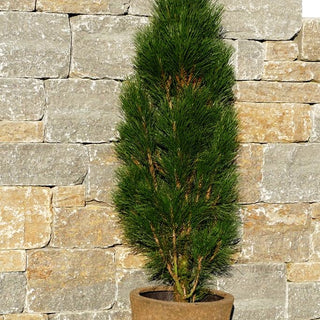 Säulen-Schwarz-Kiefer 'Green Tower' (Pinus nigra)