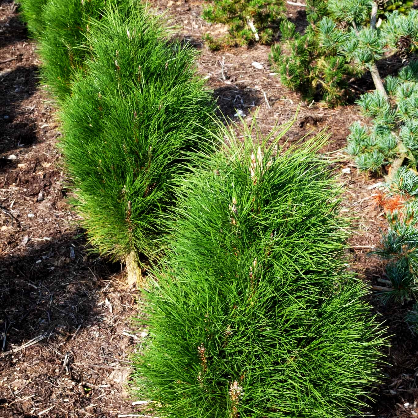 Säulen-Schwarz-Kiefer 'Green Tower' (Pinus nigra)
