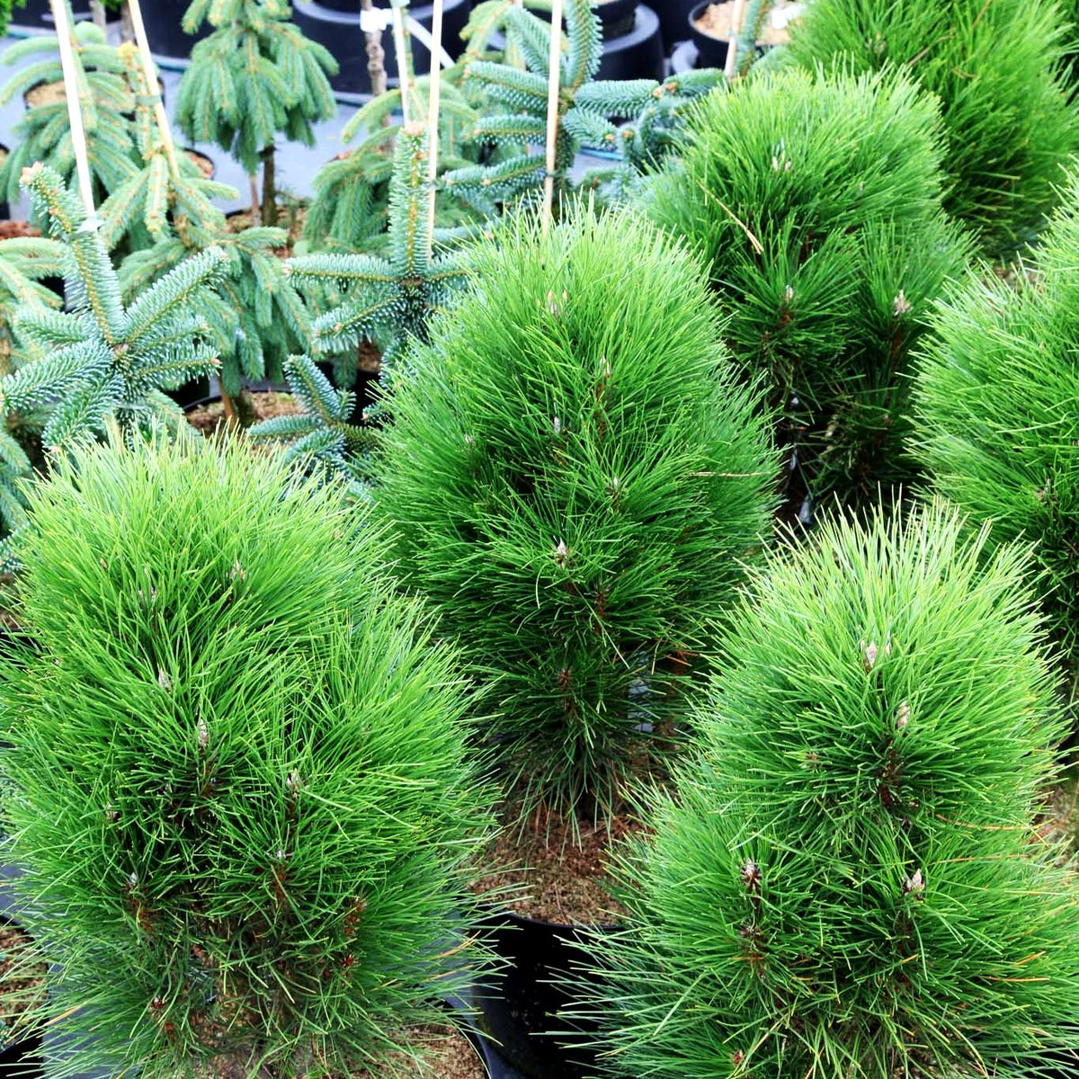 Säulen-Schwarz-Kiefer 'Green Tower' (Pinus nigra)