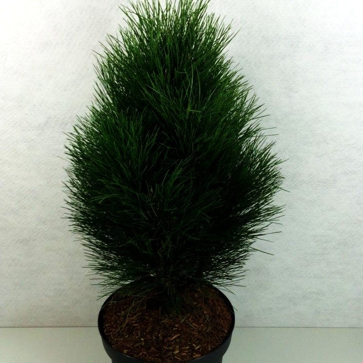 Säulen-Schwarz-Kiefer 'Green Tower' (Pinus nigra)