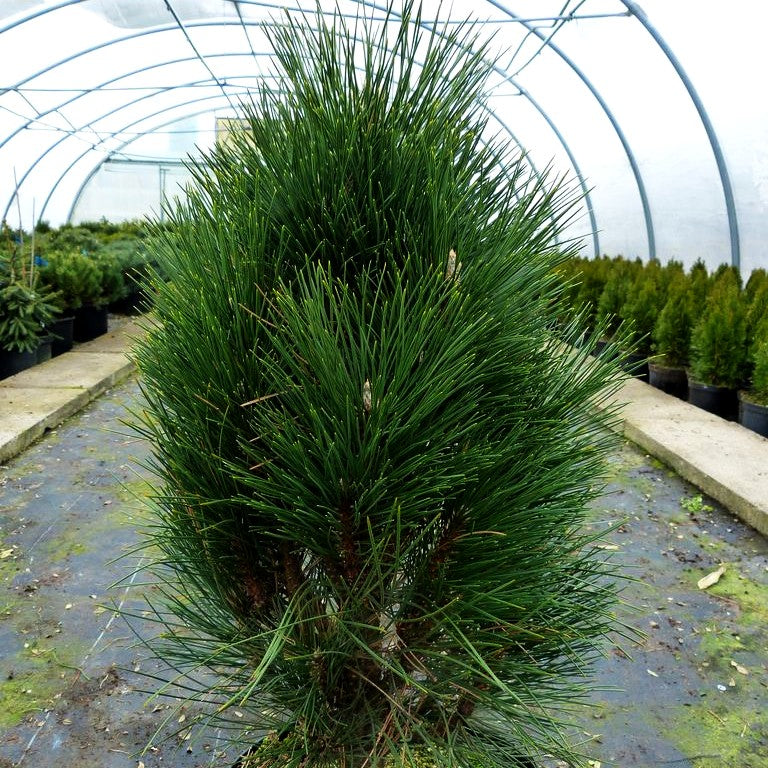 Säulen-Schwarz-Kiefer 'Green Tower' (Pinus nigra)