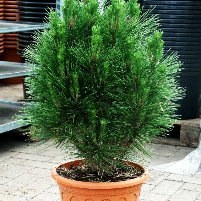 Säulen-Schwarz-Kiefer 'Kleiner Turm' (Pinus nigra)