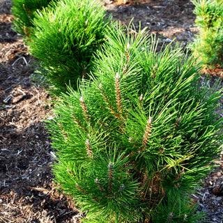 Säulen-Schwarz-Kiefer 'Kleiner Turm' (Pinus nigra)