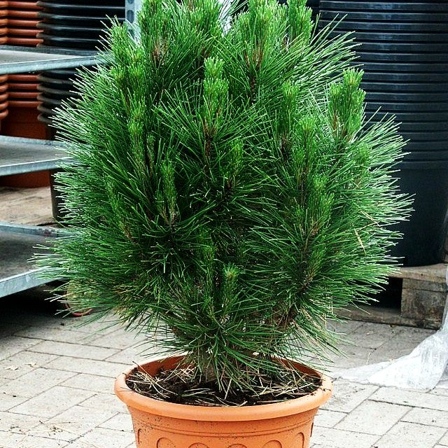 Säulen-Schwarz-Kiefer 'Kleiner Turm' (Pinus nigra)