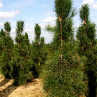 Säulen-Schwarz-Kiefer 'Obelisk' (Pinus nigra)