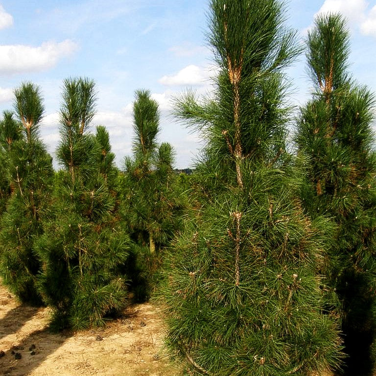 Säulen-Schwarz-Kiefer 'Obelisk' (Pinus nigra)