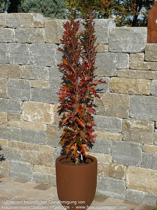 Säulen-Sumpf-Eiche 'Green Pillar' (Quercus palustris)