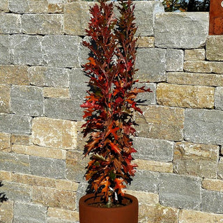 Säulen-Sumpf-Eiche 'Green Pillar' (Quercus palustris)