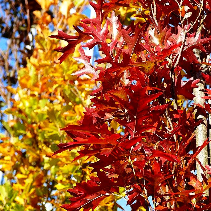 Säulen-Sumpf-Eiche 'Green Pillar' (Quercus palustris)