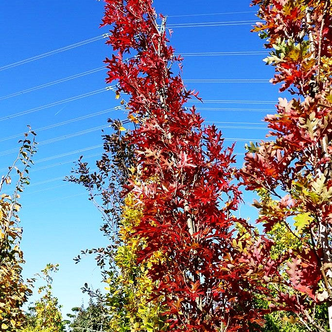 Säulen-Sumpf-Eiche 'Green Pillar' (Quercus palustris)