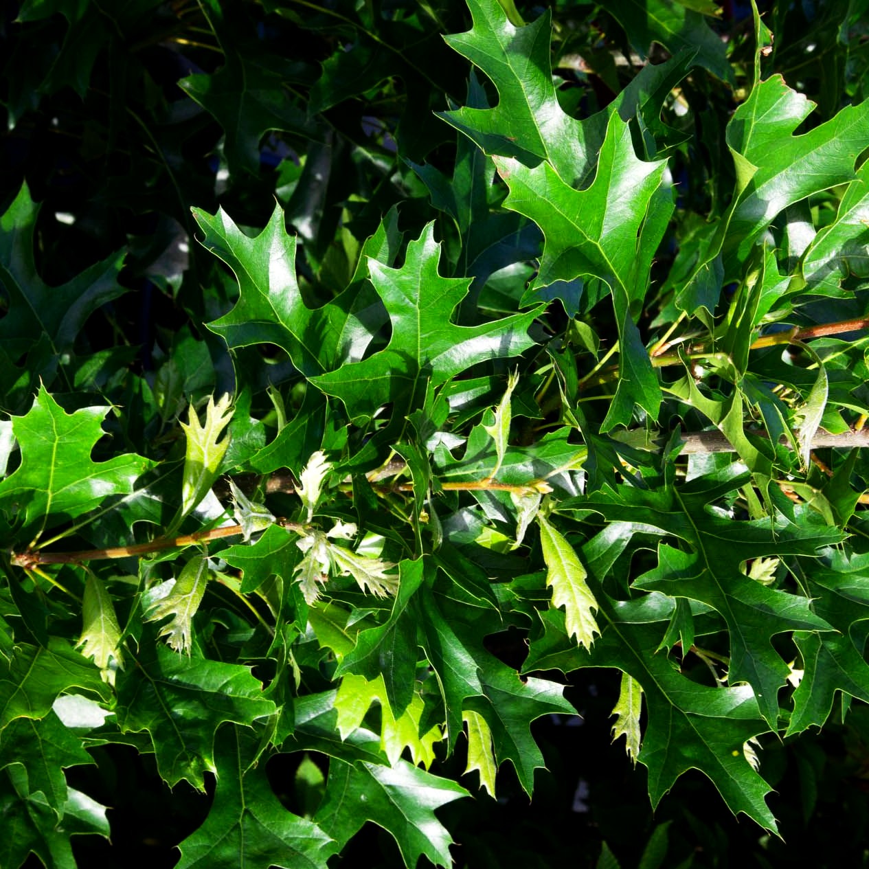 Säulen-Sumpf-Eiche 'Green Pillar' (Quercus palustris)