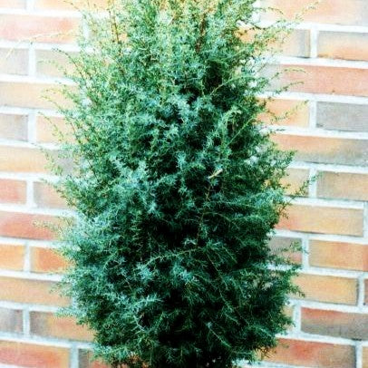 Säulen-Wacholder 'Erecta' (Juniperus com.)