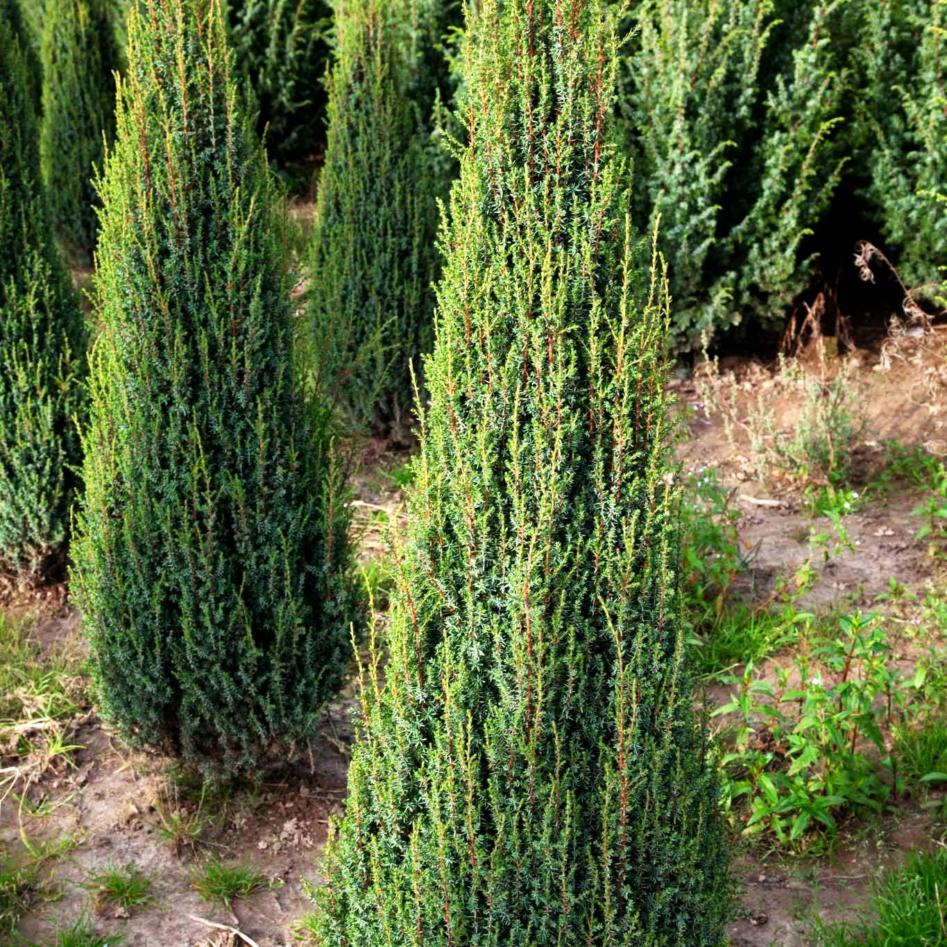 Säulen-Wacholder 'Sentinel' (Juniperus com.)
