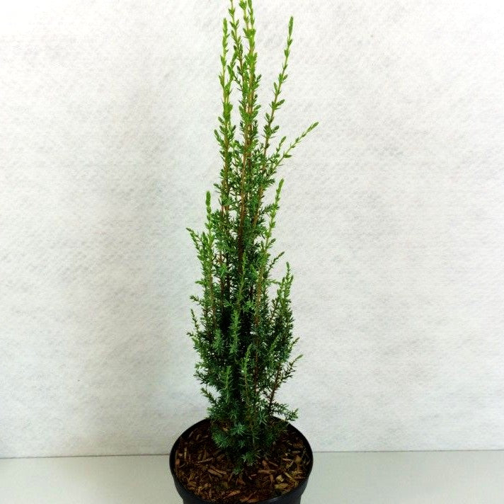 Säulen-Wacholder 'Sentinel' (Juniperus com.)