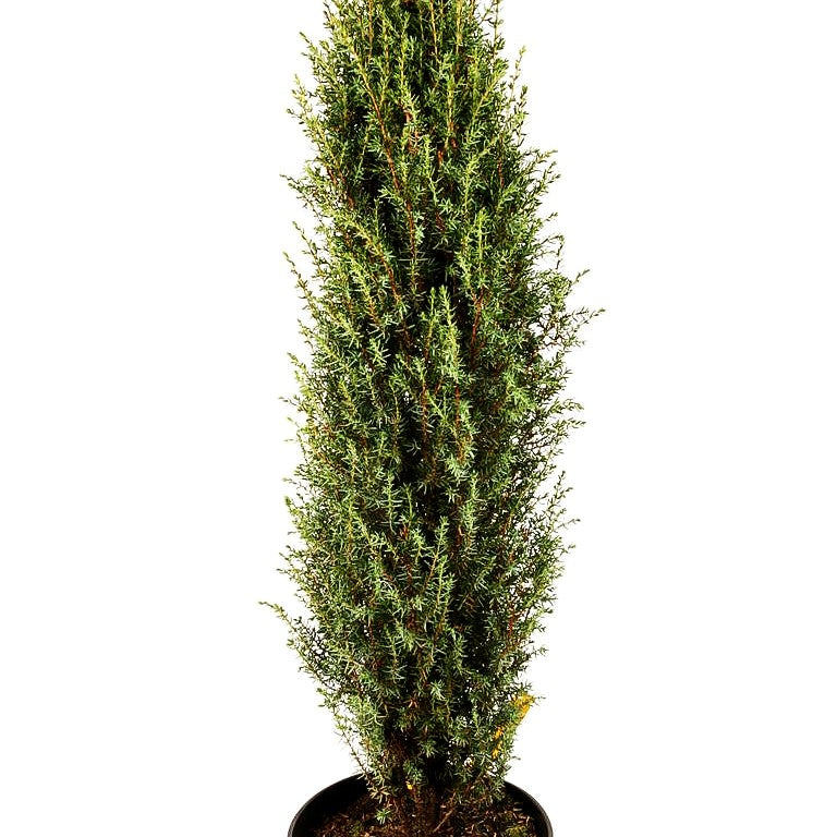 Säulen-Wacholder 'Sentinel' (Juniperus com.)