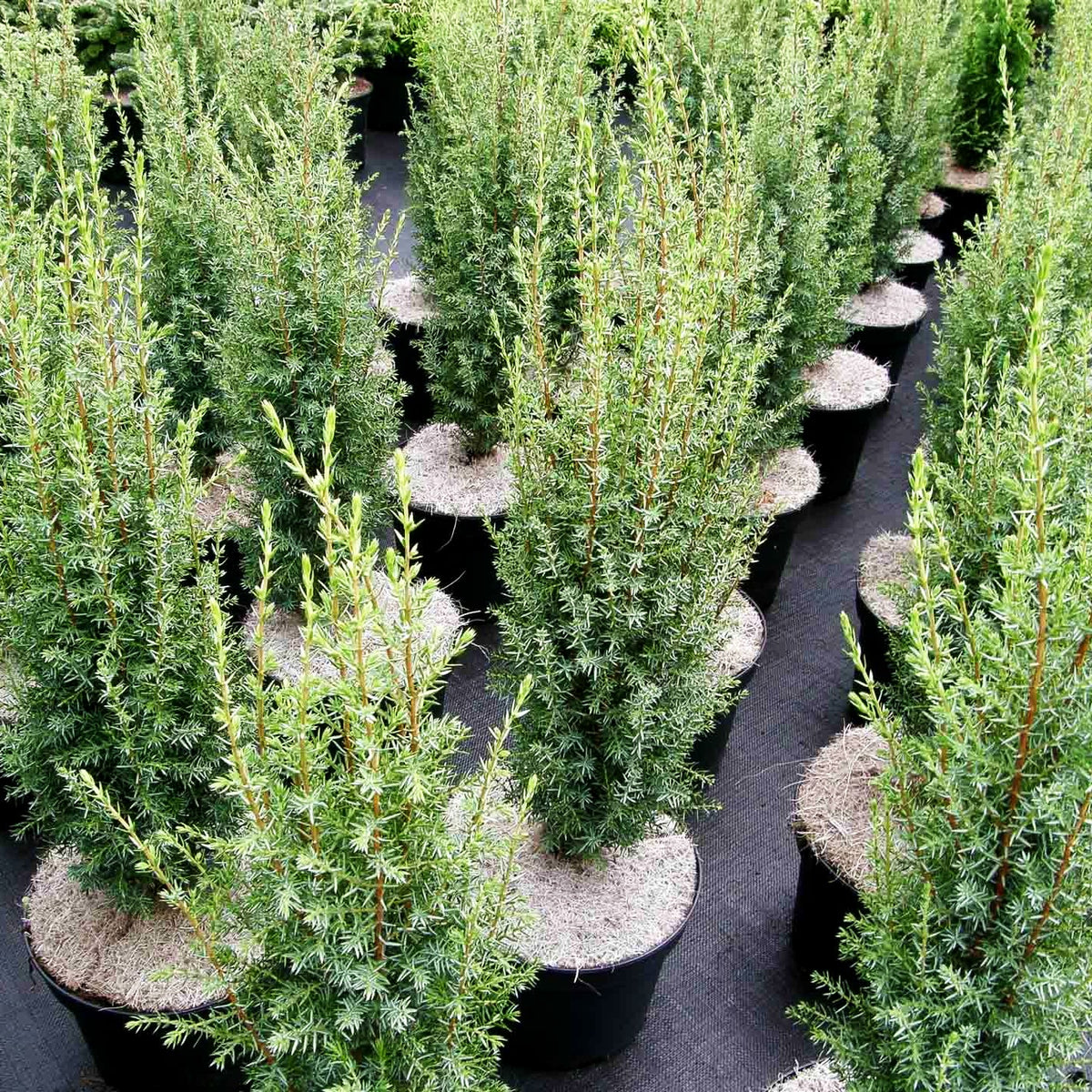 Säulen-Wacholder 'Sentinel' (Juniperus com.)