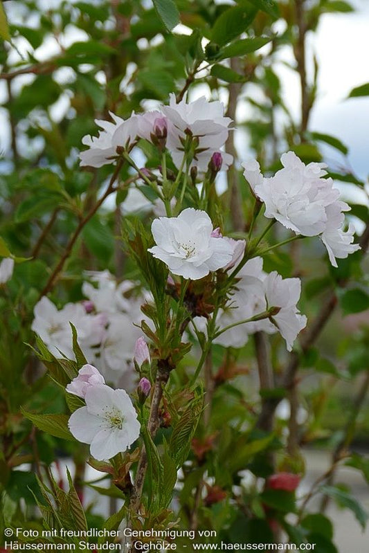 Säulen-Zier-Kirsche 'Amanogawa' (Prunus serrulata)